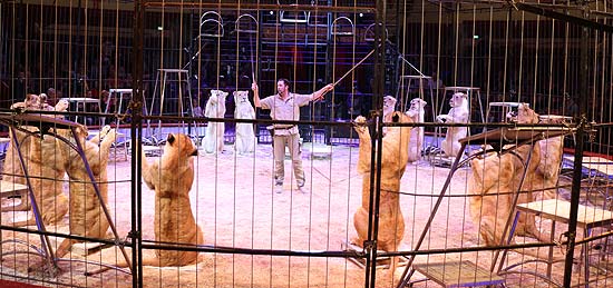 Circus Krone: öffentliche, kommentierte Raubtierprobe mit Martin Lacey jr. am 11.02.2018 (©Foto:  Martin Schmitz)